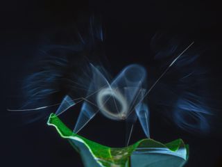 Imagen - Premios Fotografía