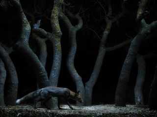 Imagen - Premios Fotografía