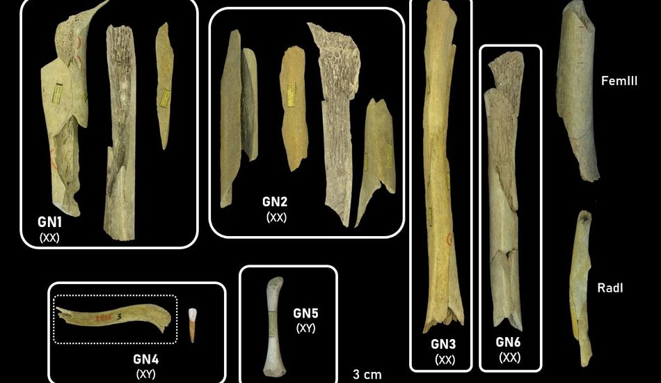 imageCanibalismo Neandertal