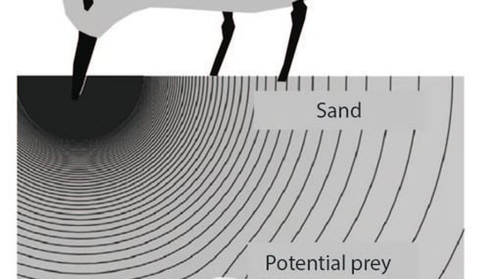 imageTacto Remoto Humano