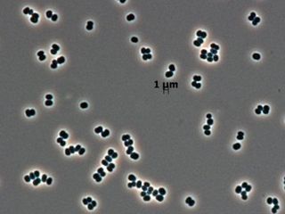 thumbnail - Supervivencia Microbiana