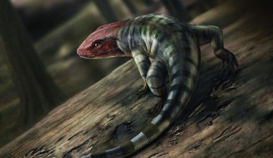 Evolución Tetrápodos