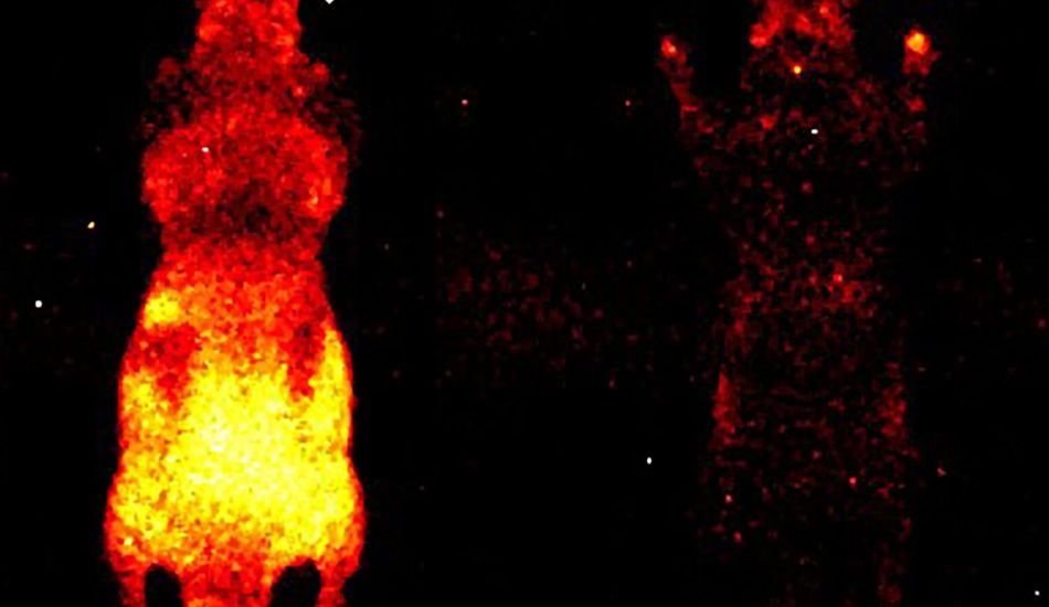 Organismos Bioluminiscentes