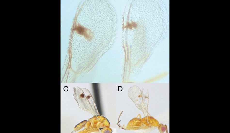 Avispas Parasitarias