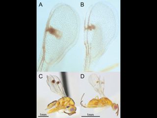 thumbnail - Avispas Parasitarias