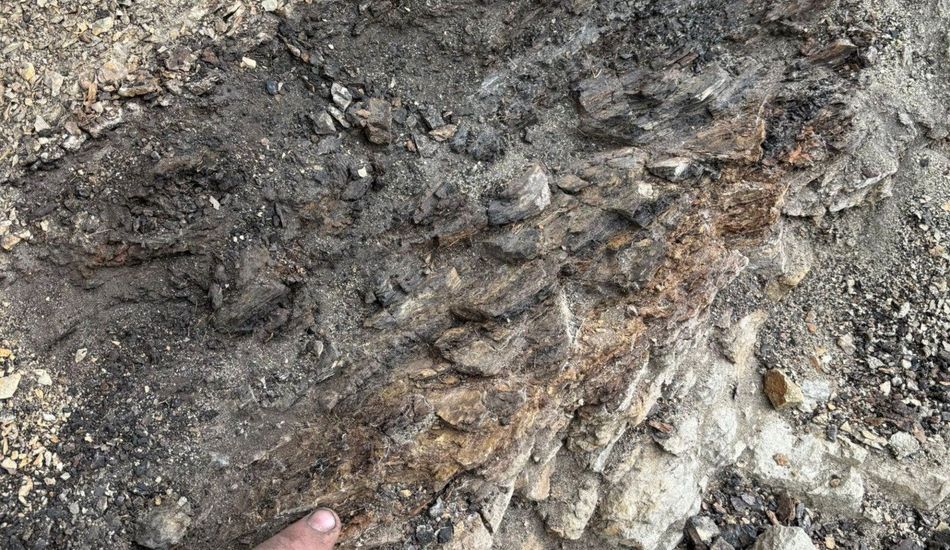 imageExtinción Dinosaurios